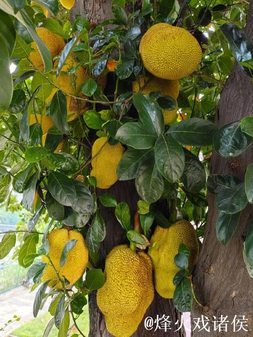 菠萝蜜直播视频解析与精彩瞬间 菠萝蜜直播视频解析与精彩瞬间